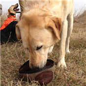 Dog Dish - Small