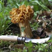 Couteau à Champignons N°08 