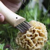 Couteau à Champignons N°08 