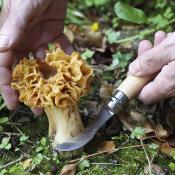 Couteau à Champignons N°08 