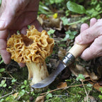 Couteau à Champignons N°08