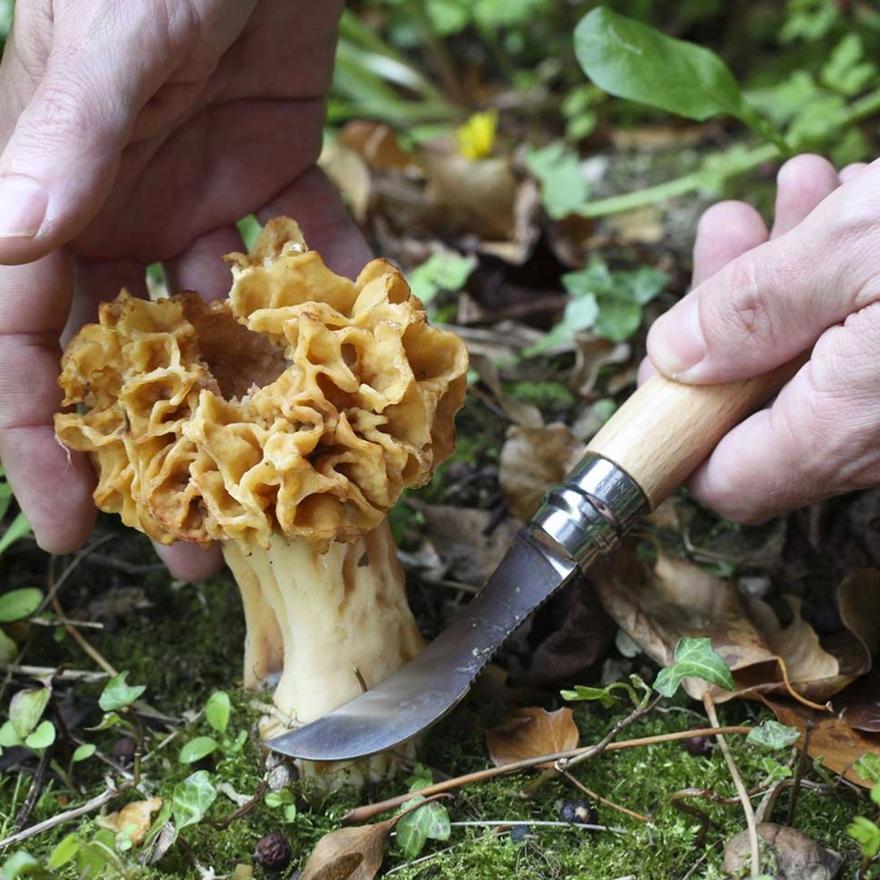 Couteau à Champignons N°08