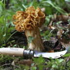 Couteau à Champignons N°08