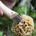 Couteau à Champignons N°08