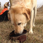 Dog Dish - Small
