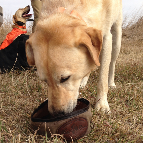 Dog Dish - Small